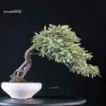 Eleagnus - Kan Gumi - immagine 3