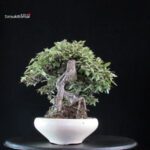 Eleagnus - Kan Gumi - immagine 2
