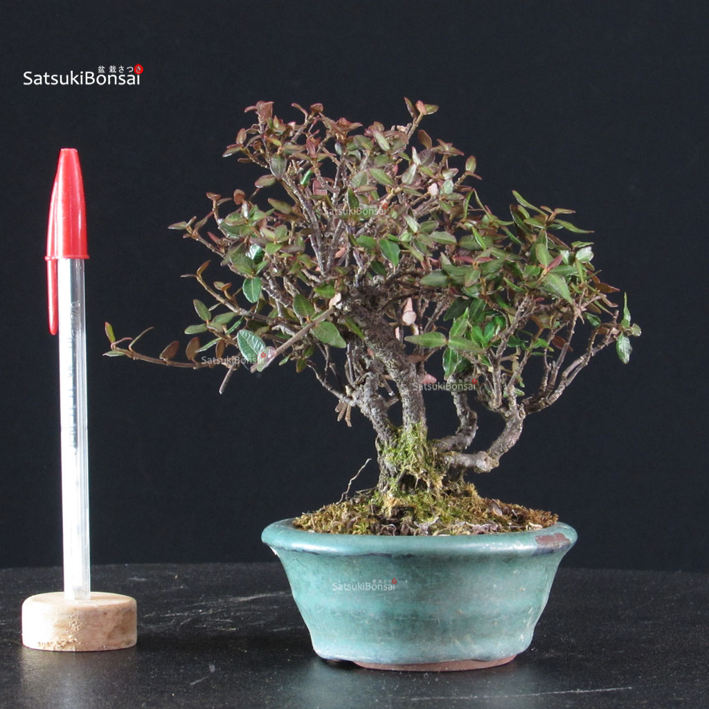 6244_1-Rhyncospermum-asiaticum Rhyncospermum Asiaticum - Chirimen - immagine 1