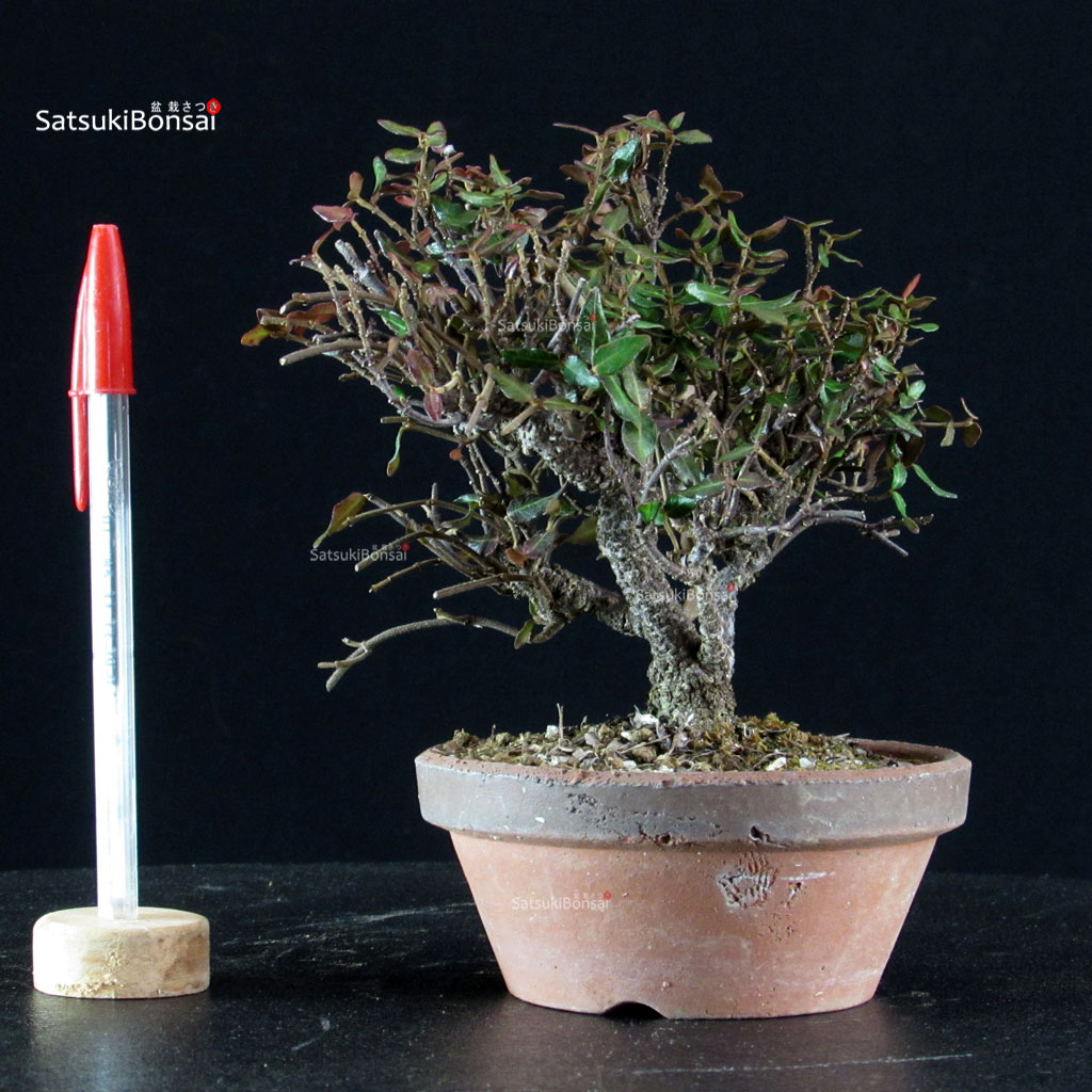 6245_1-Rhyncospermum-asiaticum Rhyncospermum Asiaticum - Chirimen - immagine 1