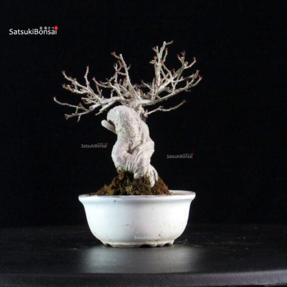 Ilex serrata - immagine 2