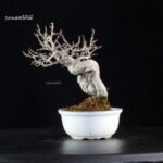 Ilex serrata - immagine 3
