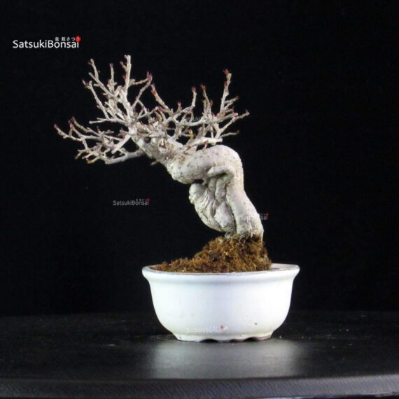 Ilex serrata - immagine 3