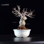 Ilex serrata - immagine 4