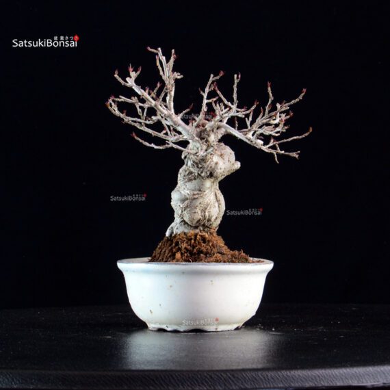 Ilex serrata - immagine 4