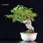 Ilex serrata - immagine 4