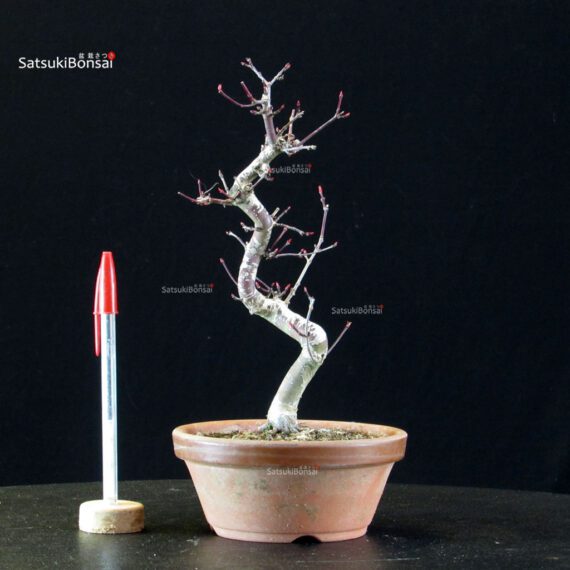Acero palmato var. Deshojo - immagine 3