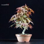 Acero palmato var. Deshojo