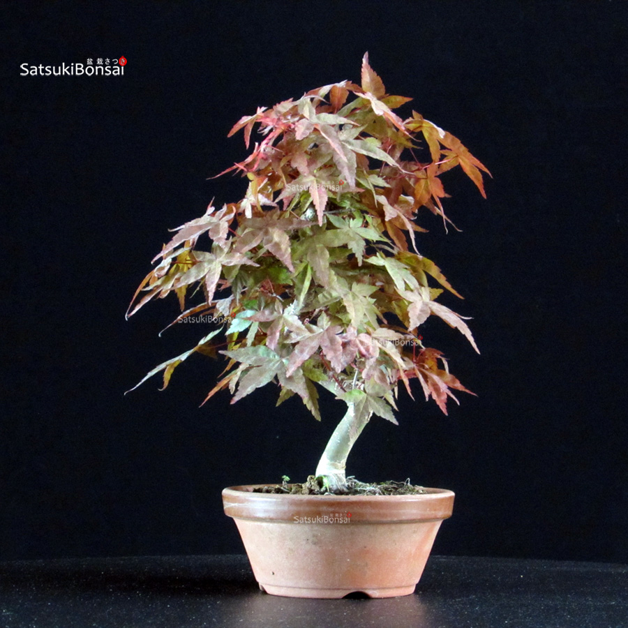 6274_5_Acero palmato dehsojo Acero palmato var. Deshojo - immagine 1