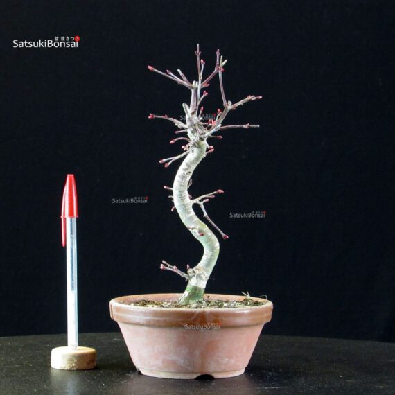 Acero palmato var. Deshojo - immagine 3