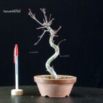 Acero palmato var. Deshojo - immagine 3