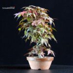 Acero palmato var. Deshojo