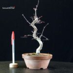 Acero palmato var. Deshojo - immagine 3