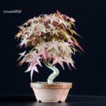Acero palmato var. Deshojo