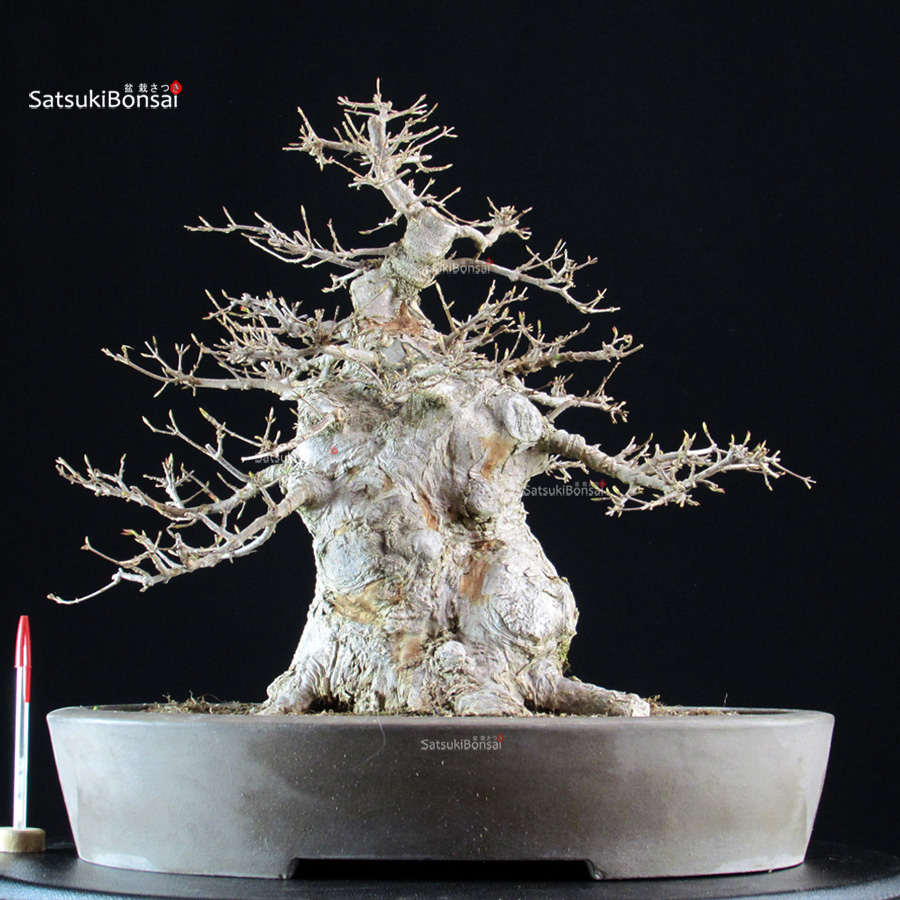6324_1-Acer-buergerianum-kaede Acer Buergerianum - Kaede - immagine 1