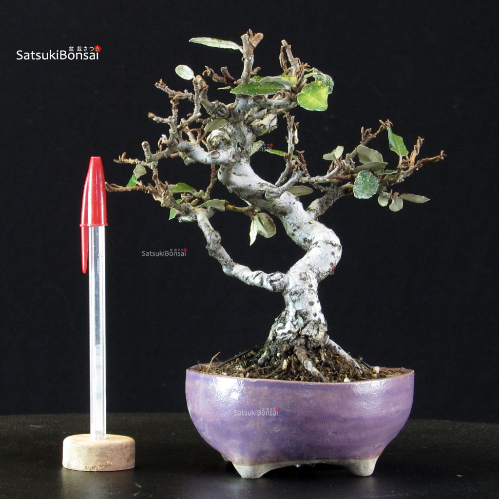 6329_1-Eleagnus-pungens Eleagnus - Gumi - immagine 1