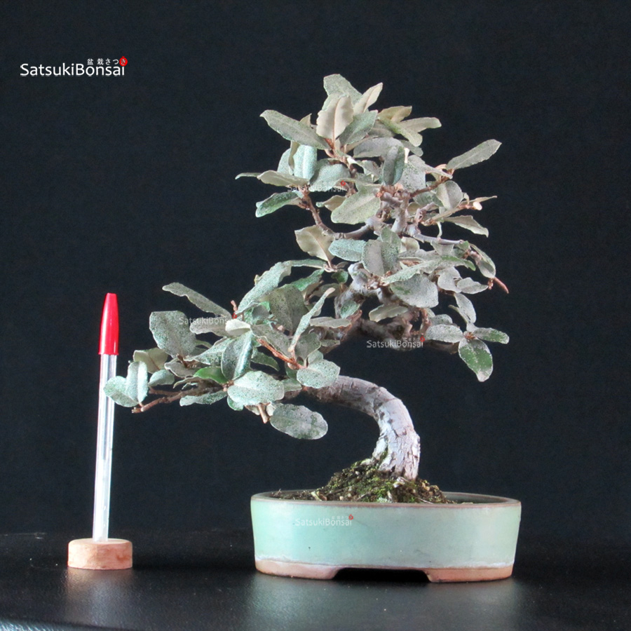 6330_1-Eleagnus-pungens Eleagnus - Gumi - immagine 1