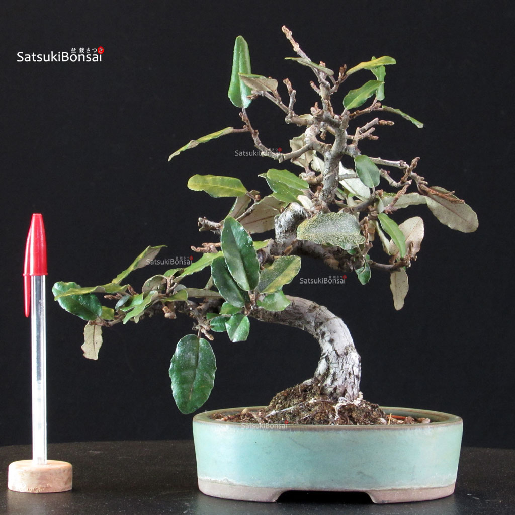 6330_1-Eleagnus-pungens Eleagnus - Gumi - immagine 1
