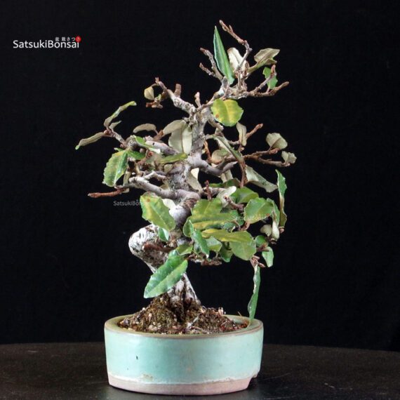 Eleagnus - Gumi - immagine 2