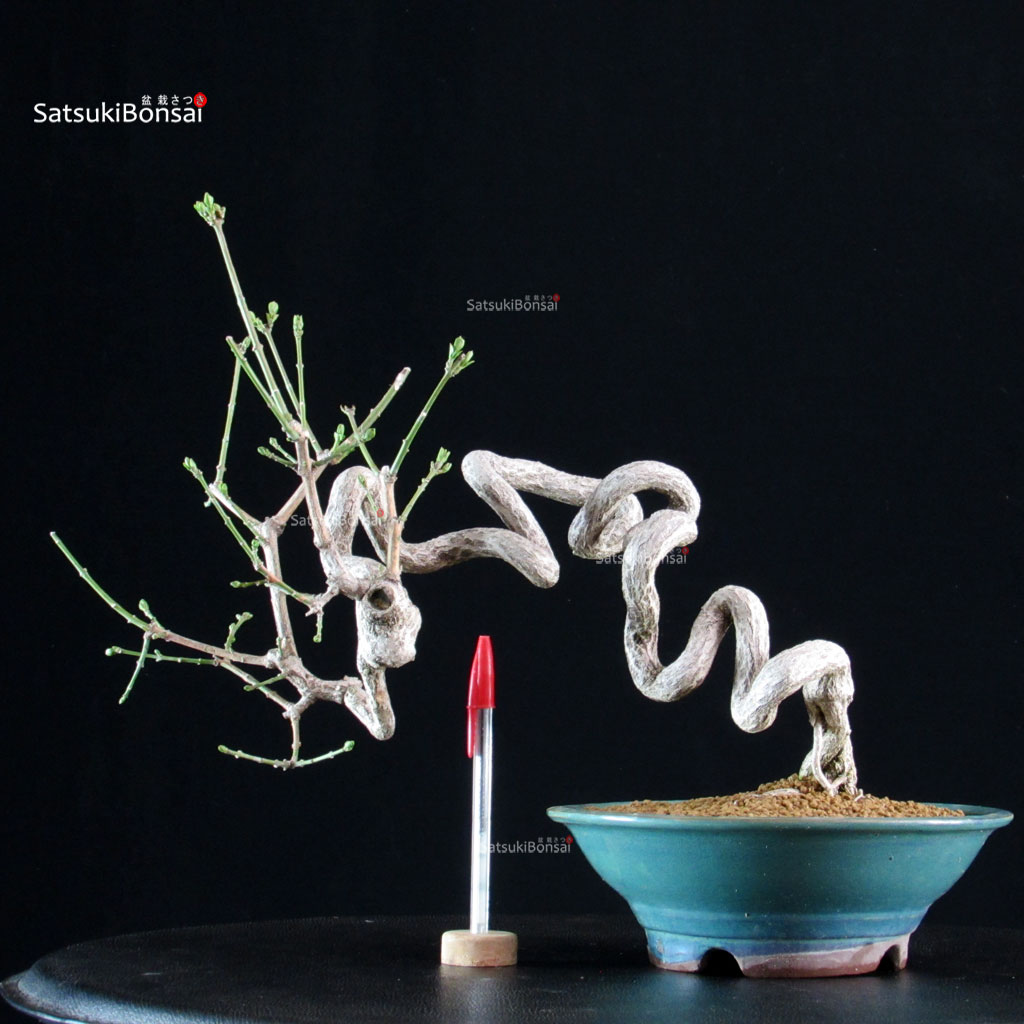 6331_1-Euonimus Euonymus sieboldianum - immagine 1