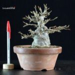 Acer Buergerianum - Kaede - immagine 5