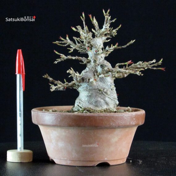 Acer Buergerianum - Kaede - immagine 5