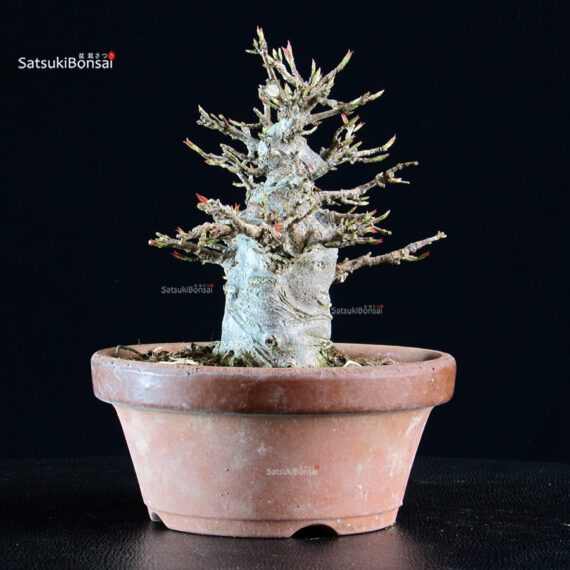 Acer Buergerianum - Kaede - immagine 8