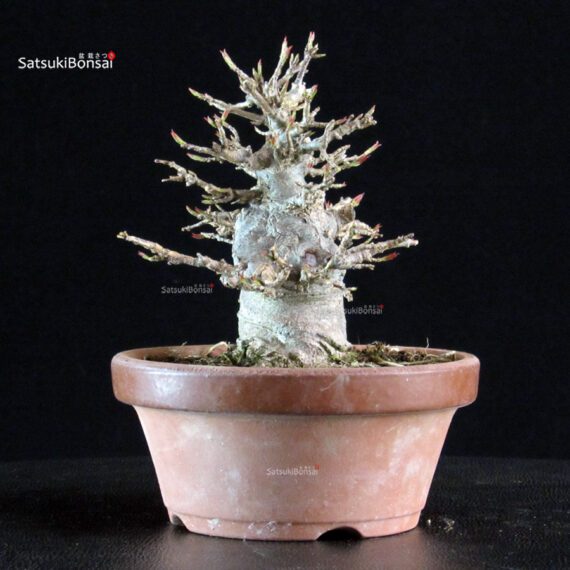 Acer Buergerianum - Kaede - immagine 6
