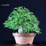 Acer Buergerianum - Kaede - immagine 2