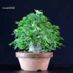 Acer Buergerianum - Kaede - immagine 3