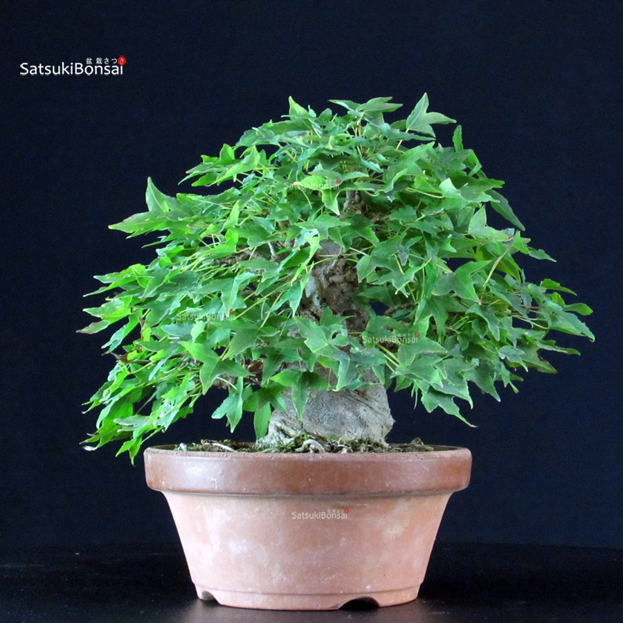 6339_8-Acer-buergerianum-kaede Acer Buergerianum - Kaede - immagine 1