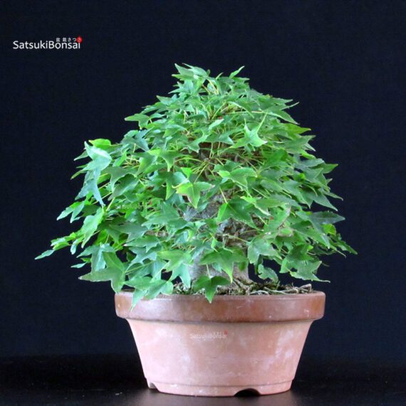 Acer Buergerianum - Kaede - immagine 4