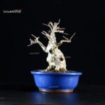 Lagerstroemia Indica - immagine 7