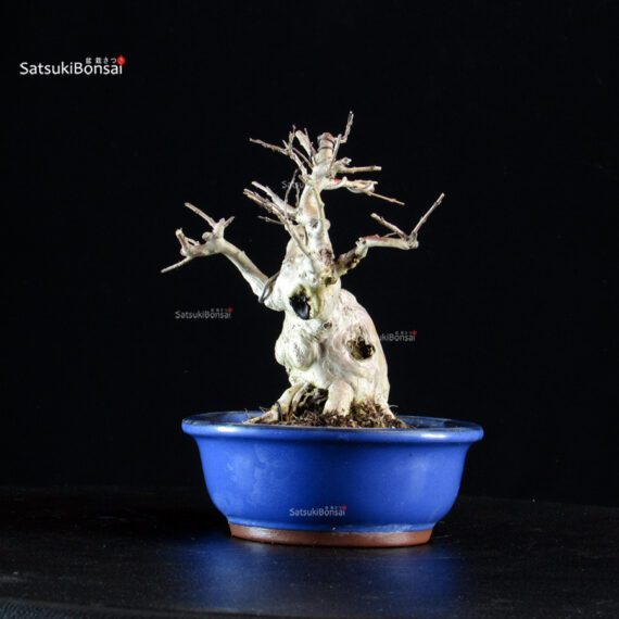 Lagerstroemia Indica - immagine 7