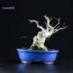 Lagerstroemia Indica - immagine 8