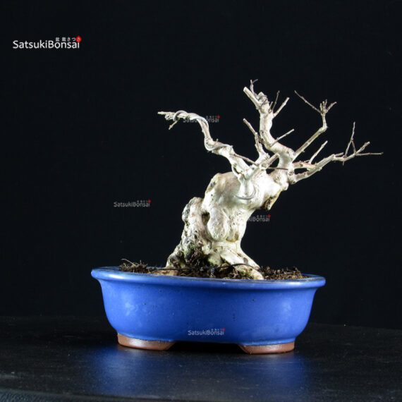 Lagerstroemia Indica - immagine 8