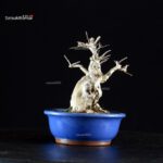 Lagerstroemia Indica - immagine 9