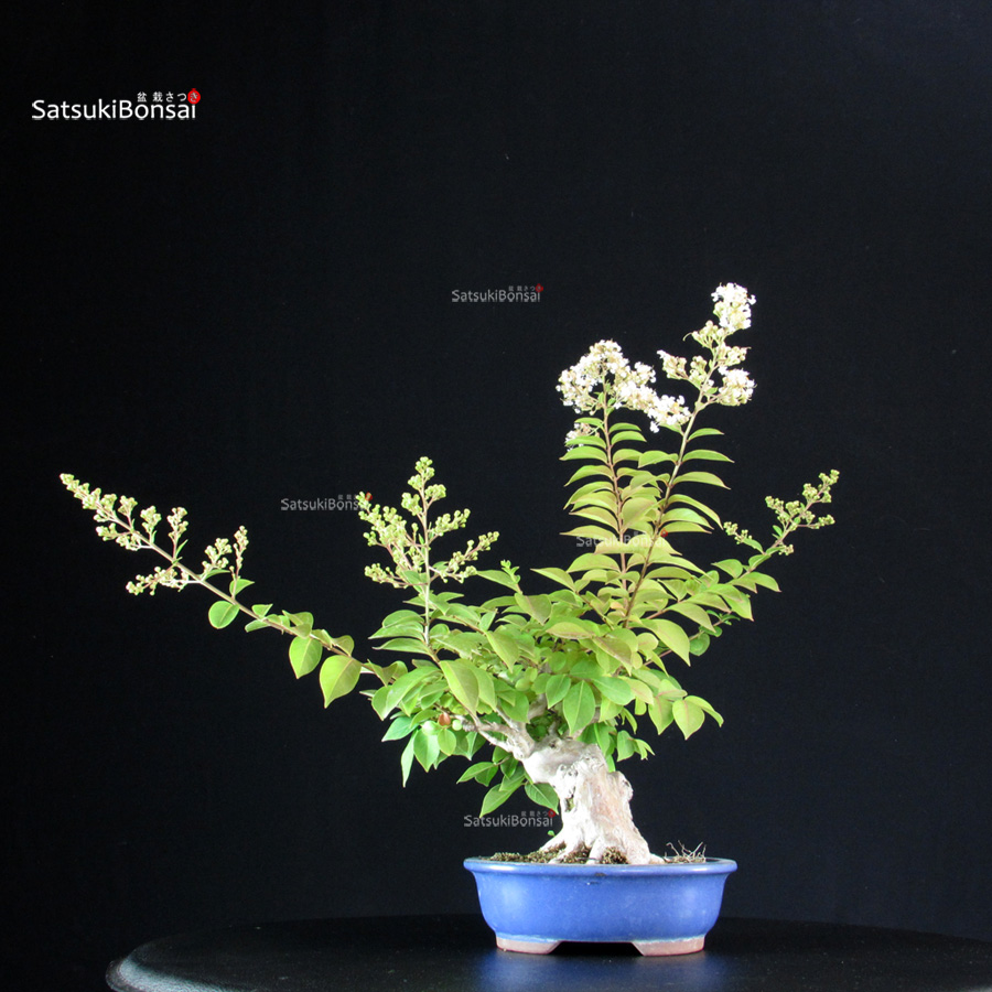 6358_5-Lagerstroemia-indica Lagerstroemia Indica - immagine 1