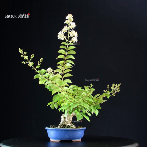 Lagerstroemia Indica - immagine 4