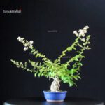 Lagerstroemia Indica - immagine 5