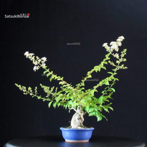 Lagerstroemia Indica - immagine 5