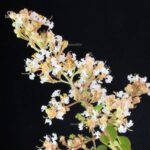 Lagerstroemia Indica - immagine 2