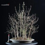 Stewartia Monadelpha - Himeshara