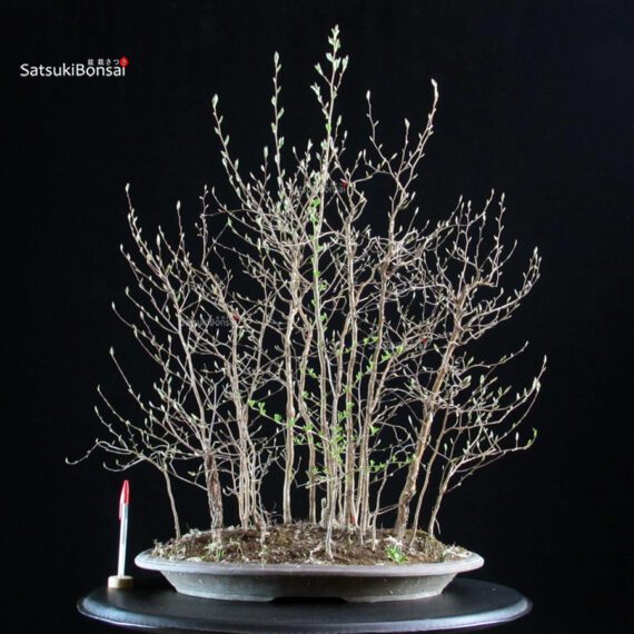 Stewartia Monadelpha - Himeshara - immagine 5