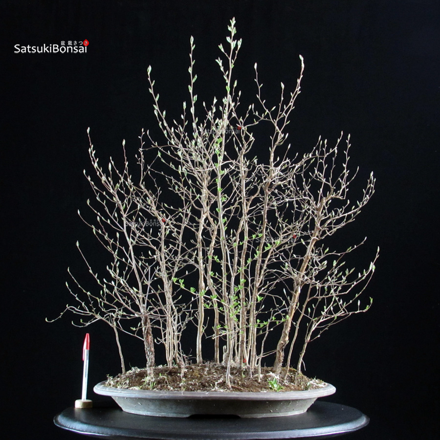6425_1-Stewartia-Monadelpha Stewartia Monadelpha - Himeshara - immagine 1