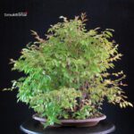 Stewartia Monadelpha - Himeshara