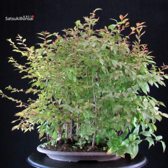 Stewartia Monadelpha - Himeshara - immagine 3