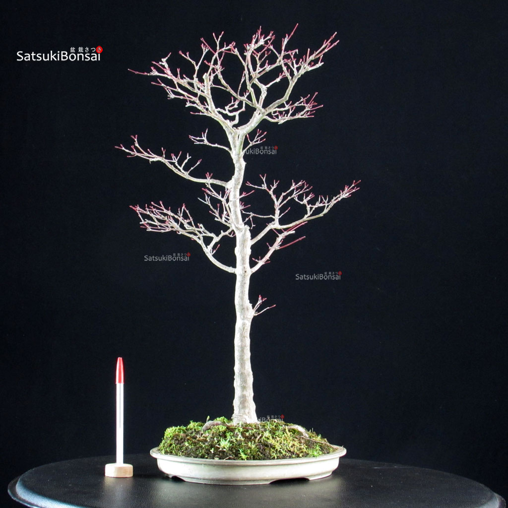6427_1-Acer-palmatum-yamamomiji Acero palmato Yamamomiji - immagine 1