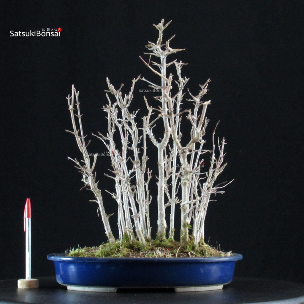 6457_1-Acer-buergerianum-kaede Acer Buergerianum bosco - Kaede - immagine 1