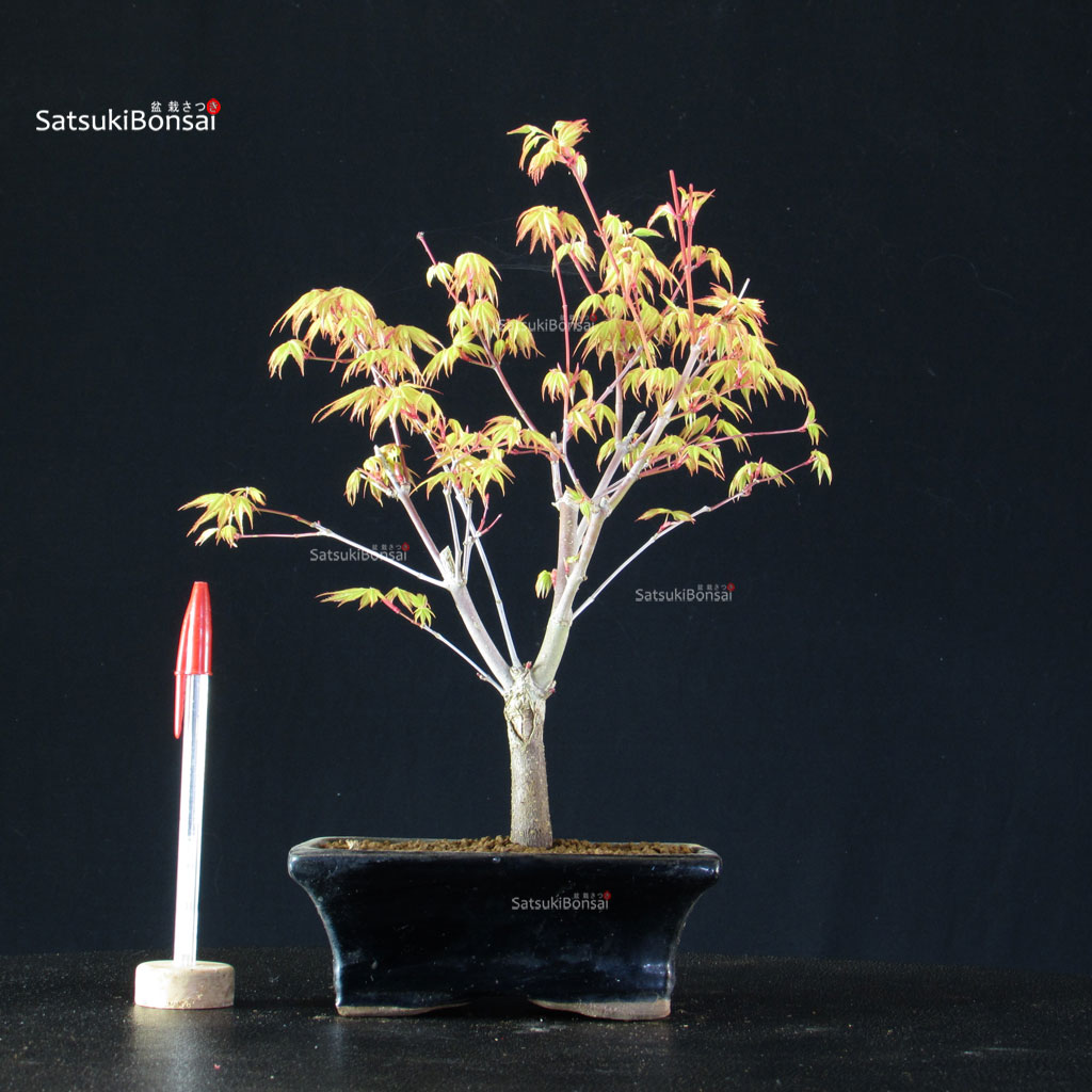 BCE-504_15-Acer-palmatum-Katsura Acero Palmato Katsura - immagine 1